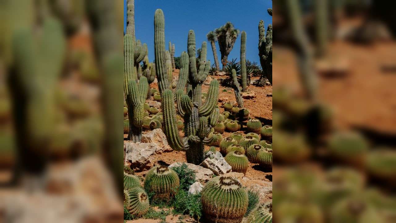 Pariatur et ut sed fugit.